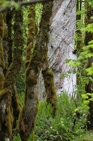 Moss and textures.