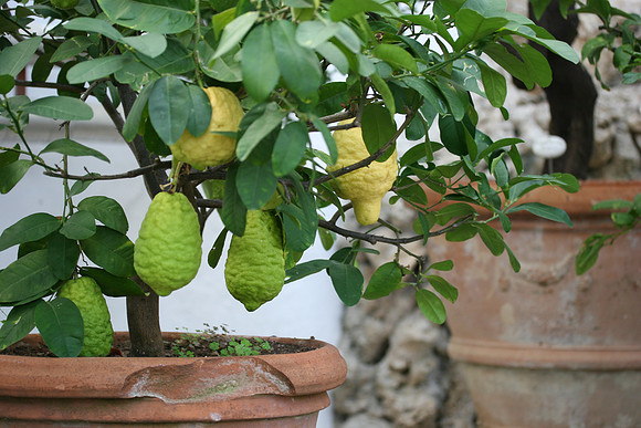 Citrus in the cold house