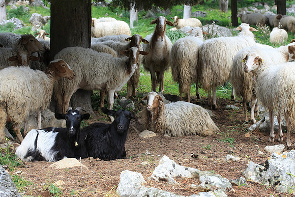 Some goats ignore us