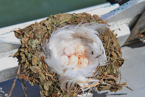 Swallow's nest with 5 eggs.