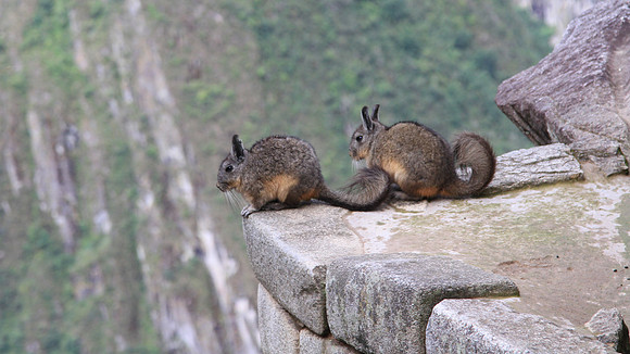 Viscacha.