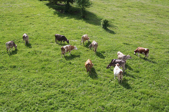 We drift over small farms on the way up