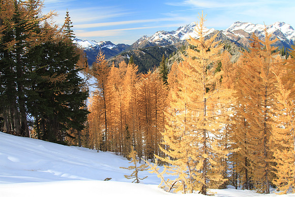 Truly special to see these majestic trees. For about the first 20 years, they reach only 1 foot.