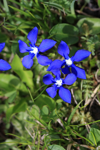 Common spring meadow flower - Gentiana verna (commonly called Spring Gentian)