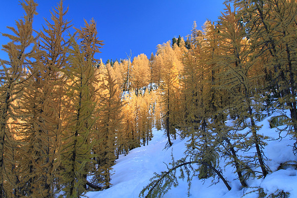 The last steep bit - through larches.