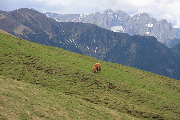 Grazing in the mountains.