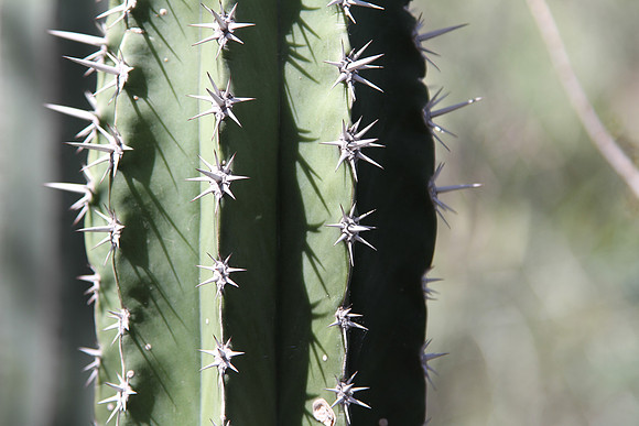 Cactus in Moorten Botanical Garden