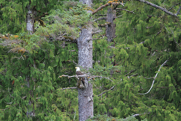 One of many bald eagles seen.