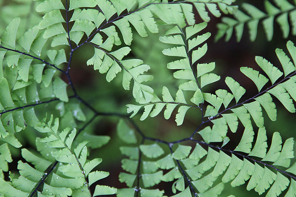 Maiden hair fern (Adiantum). Don't know the species.