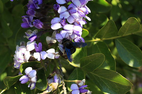 Bee with blue iradescent wings