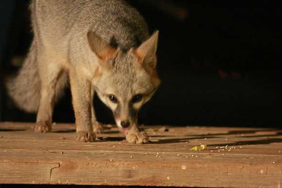 Foxy - Nightly Vistor to the Beauchamp Ranch