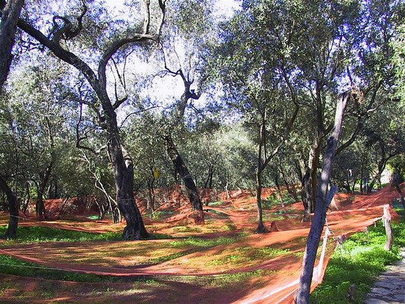 Olive Groves Along the Hike