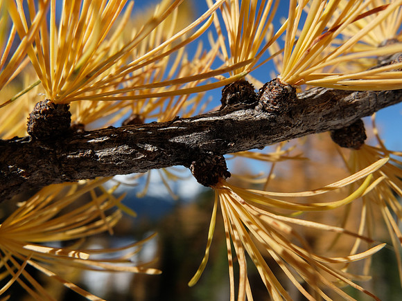 Larch branch. Larches lose their needles.
