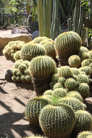 Barrel cacti.