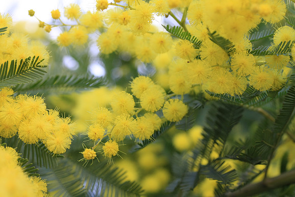 A mimosa tree, blooming now.