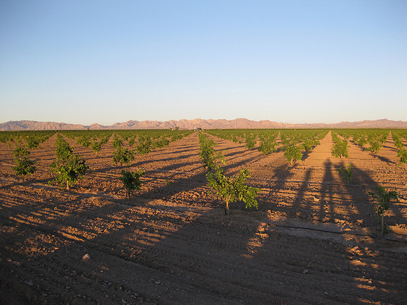 Young Citrus Grove