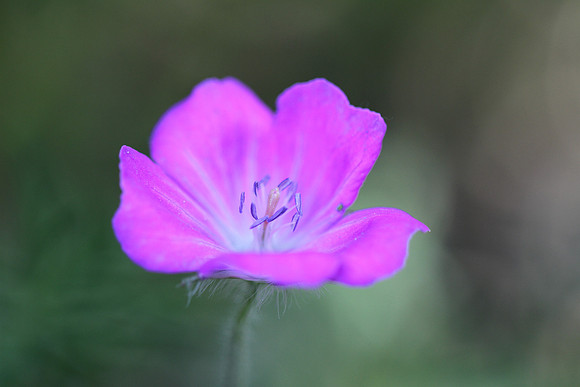 Geranium.