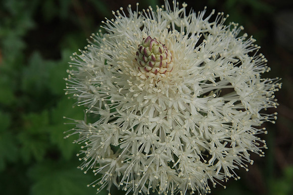 Bear Grass in Bloom