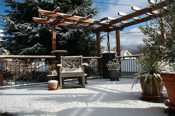 The trellis looks good in snow