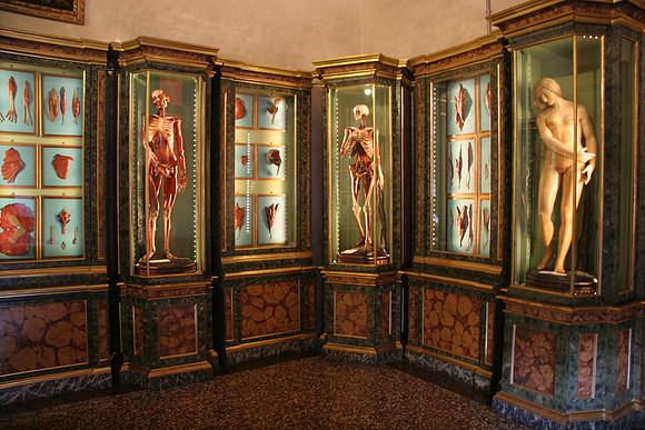Museo di Palazzo Poggi - Free Museum Associated with University of Bologna, Famous Wax Anatomy