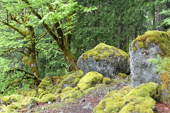 Moss covering rocks makes everything look soft and inviting.