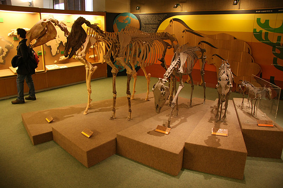 Horse exhibit