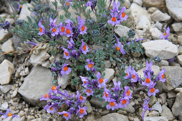 Linaria alpina (Alpine toadflax) - we think.