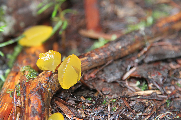 Jelly Fungi  (Guepiniopsis alpinus)