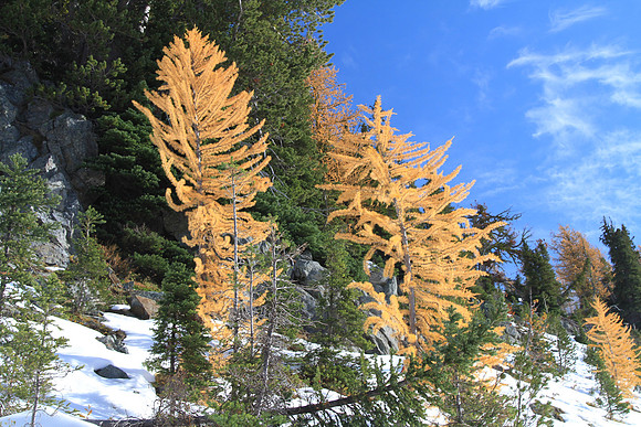 Larches can easily reach 500 years old. These small ones could be 50 years old.