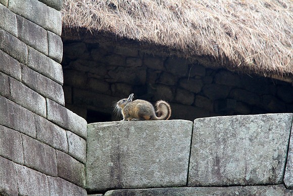 Viscacha.