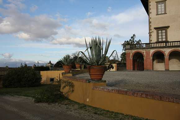 Yucca at Poggio a Caiano