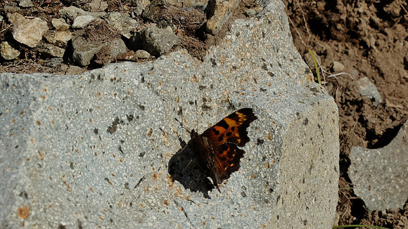 Kind of late in the season for butterflies?