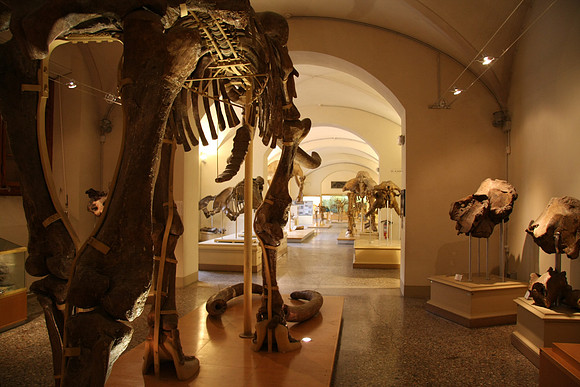 Archeology museum hall of bones