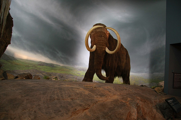 Royal BC Museum - Natural History Gallery