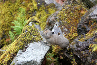 Silly man, do you see a tail? Didn't think so. I'm a Pika (Ochotona princeps). What the heck are you?