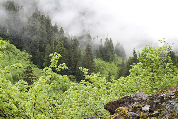 Mix of coniferous and deciduous trees. Lots of vine maple (Acer circinatum) and big leaf maple (Acer macrophyllum).