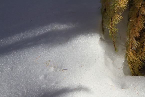 Larix spelled in the snow with needles (a Marc thing).