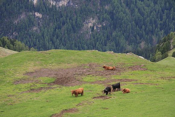Cattle lounging above the tree line.