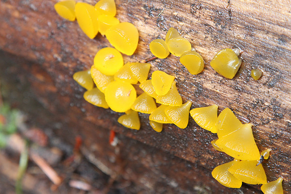 Jelly Fungi  (Guepiniopsis alpinus)