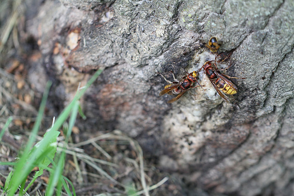 Ciciu del Villar - insects gathering sap.