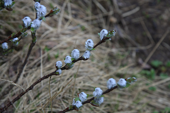 A type of pussy willow?