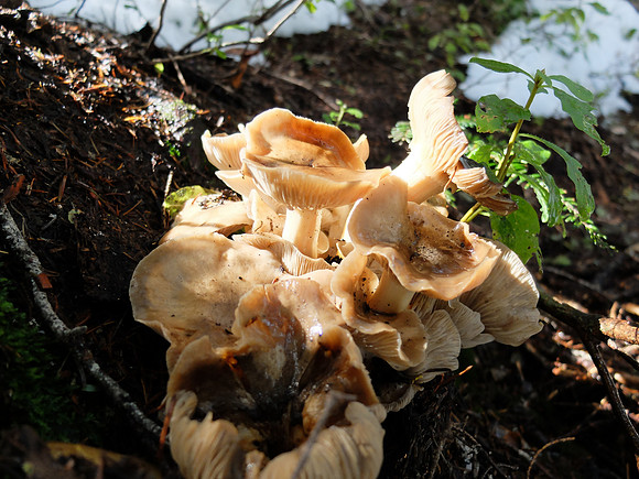 Fungus.