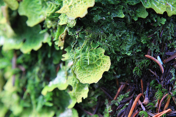 Lichen and fruiting bodies.