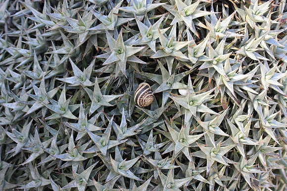 Snail in a succulent