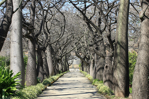 Rows of Floss Silk trees (Chorisia speciosa)
