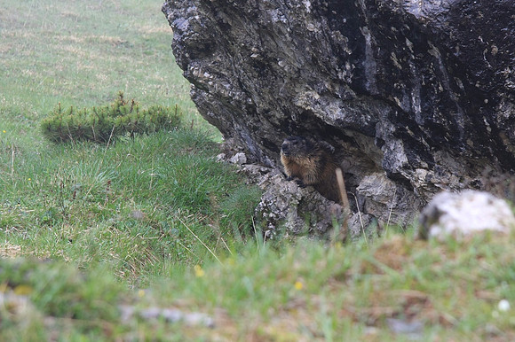 Marmots whistle alerts. This guy let us know when we got too close.