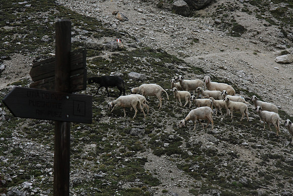 Down lower, out of the rain clouds we run into some sheep.