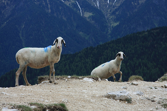 Goats thinking about asking us for food.