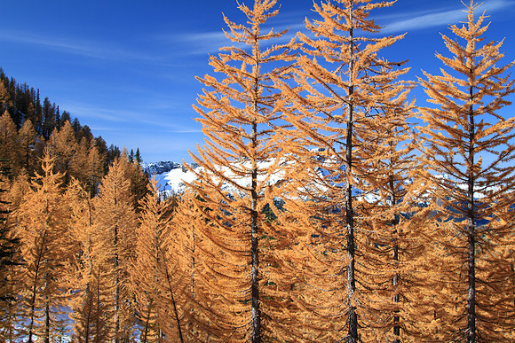 These are alpine larch (Larix lyalli).