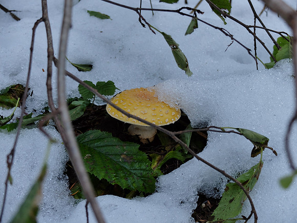 Toadstool.